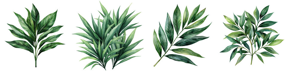 Fototapeta premium Tropical dragon tree leaf in vibrant green