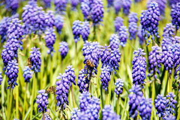 Fototapeta premium bluebonnet, Lupine, blue color bell shaped ground flowers in the spring