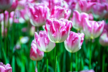 purple white color tulips in the garden