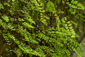 Fototapeta premium fern leaf on the wall