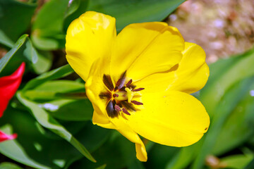red and yellow tulips