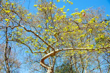 tree branches against blue sky in the spring