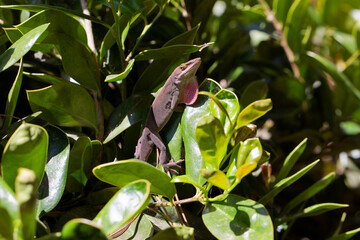 Green anole ( Anolis carolinensis) , knows as  Carolina anole, Carolina green anole, etc.  United States and sometimes referred to as the American chameleon.
