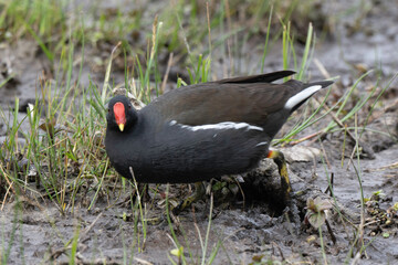 Gallinule poule d'eau,.Gallinula chloropus, Common Moorhen