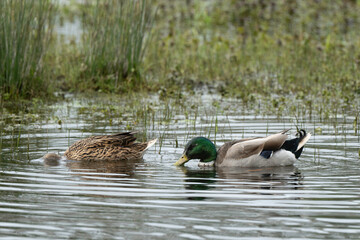 Canard colvert,. Anas platyrhynchos, Mallard, mâle, femelle