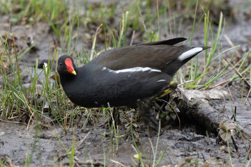 Gallinule poule d'eau,.Gallinula chloropus, Common Moorhen