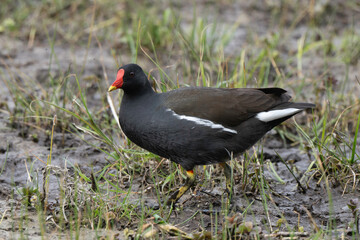 Gallinule poule d'eau,.Gallinula chloropus, Common Moorhen