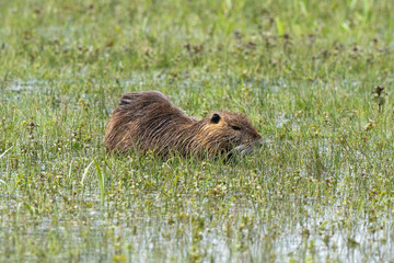 Ragondin,  Myocastor coypus