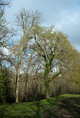 Obraz premium Chêne, chemin de St Jacques de Compostelle, Lugo, 33, Gironde, France