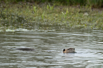 Ragondin,  Myocastor coypus