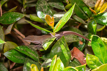 Green anole ( Anolis carolinensis) , knows as  Carolina anole, Carolina green anole, etc.  United States and sometimes referred to as the American chameleon.