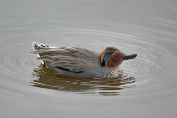 Sarcelle d'hiver,.Anas crecca, Eurasian Teal