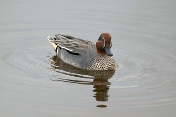 Sarcelle d'hiver,.Anas crecca, Eurasian Teal
