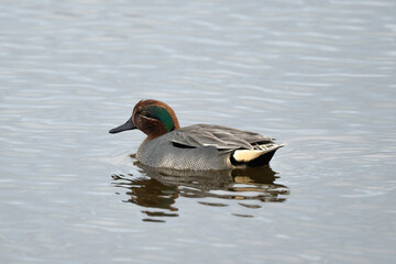 Sarcelle d'hiver,.Anas crecca, Eurasian Teal