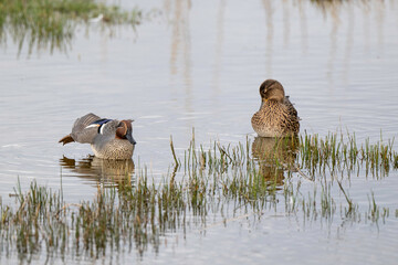 Sarcelle d'hiver,.Anas crecca, Eurasian Teal