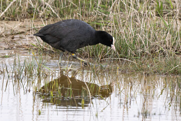 Foulque macroule, .Fulica atra, Eurasian Coot