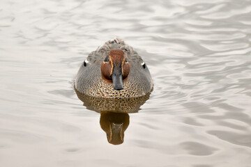 Sarcelle d'hiver,.Anas crecca, Eurasian Teal