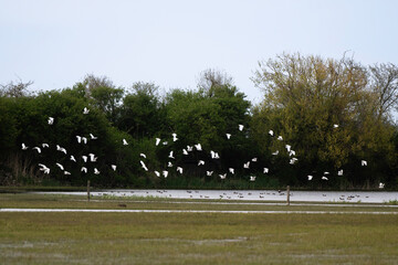 Héron garde boeufs,.Bubulcus ibis, Western Cattle Egret, Réserve de Beauguillot, Parc Naturel...