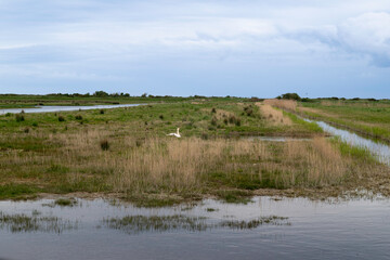 Cygne tuberculé,.Cygnus olor, Mute Swan, Réserve de Beauguillot, Parc Naturel Régional des Marais du Cotentin et du Bessin, 50, Manche, France