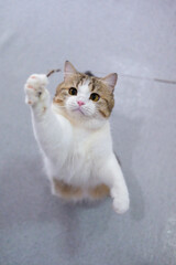 Brown tabby and white British Shorthair cat playing with the cat teaser