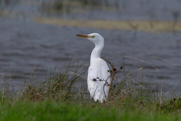 H&eacute;ron garde boeufs,.Bubulcus ibis, Western Cattle Egret