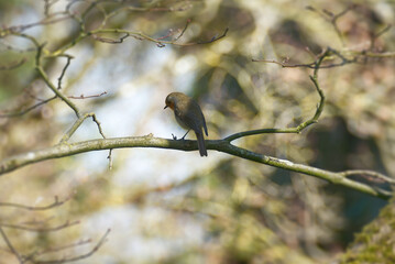 European robin (Erithacus rubecula) sitting on a tree branch in Zurich, Switzerland