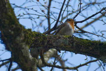 European robin (Erithacus rubecula) sitting on a tree branch in Zurich, Switzerland