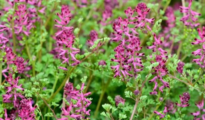 photographs of medicinal herbs and flowers growing in rural areas.