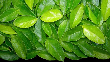 Obraz premium Lush Green Leaves with Water Droplets Close Up