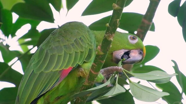 Colorful green parrot on branch in tropical nature, surrounded by lush wildlife and showcasing its curious personality.