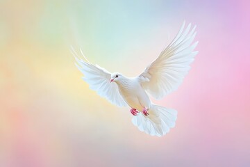 Fototapeta premium dove of peace
