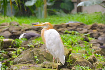 white egret in hand
