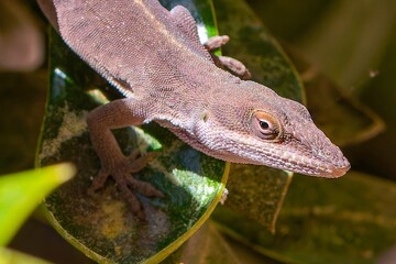 Green anole ( Anolis carolinensis) , knows as  Carolina anole, Carolina green anole, etc.  United States and sometimes referred to as the American chameleon.