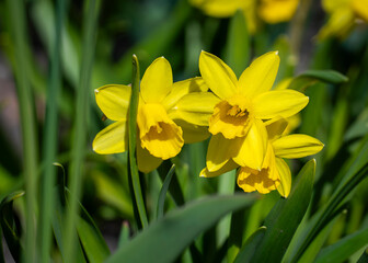 Narcissus 'Tête-à-tête' yellow daffodil flowering in  Garden. Dwarf Daffodil narcissus 'Tête-à-tête' with its bright yellow flowers with a long trumpet-shaped centre (corona). 