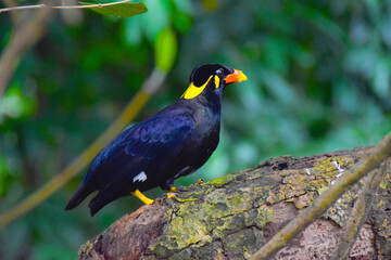 Nias Parrot on a tree