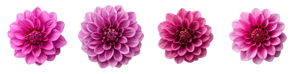 Vibrant pink dahlia blooms