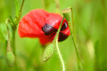 Red poppy flowers in full bloom in Spring with green background