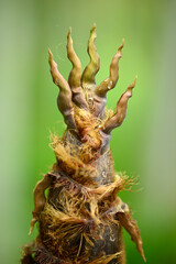 Hand-like tip of a bamboo young plant