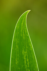Close-up of blue iris flower and leaf in Spring