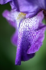 Close-up of blue iris flower and leaf in Spring