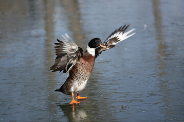 Duck flapping wings while standing on frozen lake surface in winter