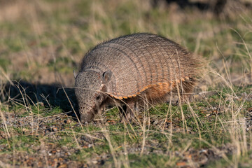 Obraz premium Hairy Armadillo, in grassland environment, Peninsula Valdes, Patagonia, Argentina