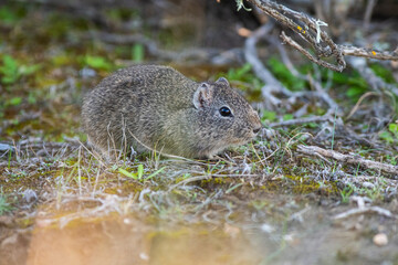 Desert Cavi, Lihue Calel National Park, La Pampa Province, Patagonia , Argentina