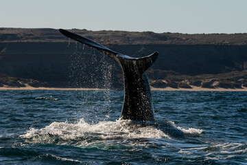 Naklejka premium Sohutern right whale tail,Peninsula Valdes, Chubut, Patagonia,Argentina