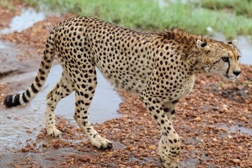 Fototapety na wymiar - Fototapeta24.pl