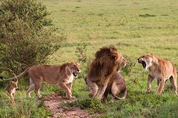 Lions family roaring and walking in the african savannah