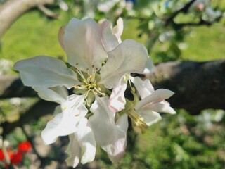 large white and pink spring apple tree flowers on a branch