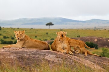 Lionesses relaxing and playing with cubs on a rock in the Masai Mara National Reserve, Kenya