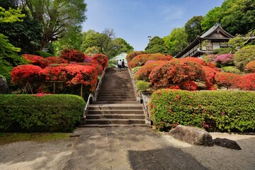 つつじのある寺