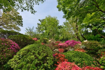 Obraz premium つつじの丘